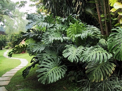 monstera md