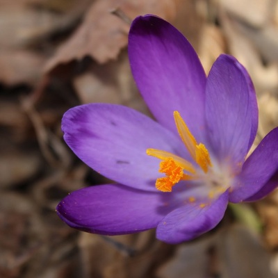 https://www.facebook.com/ppzumberaksamoborskogorje/photos/3727585427331128