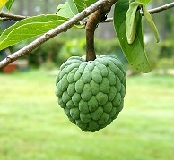 sugarapple sa