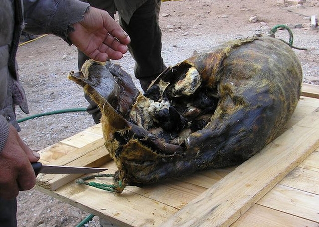 Kiviak Inuitsko jelo