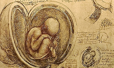 Leonardo da Vinci - Fetus Leonardo da Vinci - Fetus