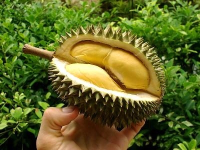 durian