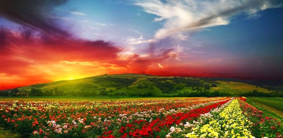 Valley of Flowers National Park, India