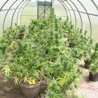 https://bjelovarsko-bilogorska-policija.gov.hr/userdocsimages//PU_BB/Droga/Plasteni%C4%8Dki%20uzgoj/Marihuana%20u%20plasteniku%201.JPG?width=750&height=500&mode=crop&scale=canvas