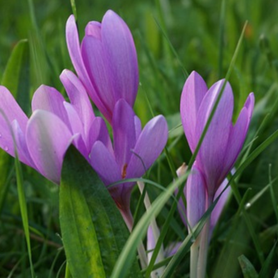 https://pixabay.com/photos/autumn-timeless-colchicum-autumnale-2708627/