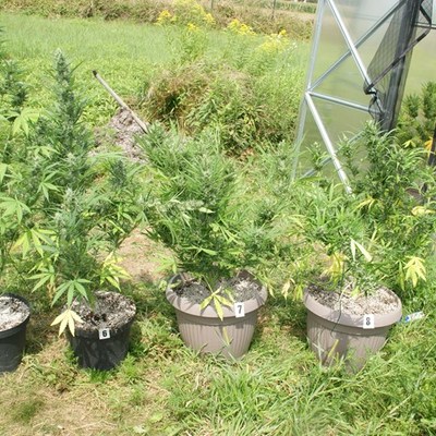https://bjelovarsko-bilogorska-policija.gov.hr/userdocsimages//PU_BB/Droga/Plasteni%C4%8Dki%20uzgoj/Marihuana%20u%20plasteniku%203%20(2).JPG?width=750&height=500