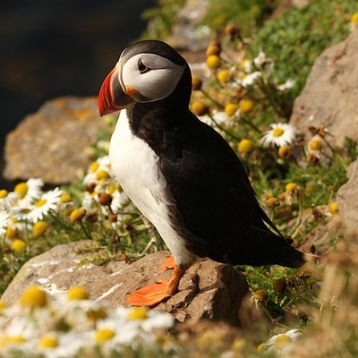 https://cdn.pixabay.com/photo/2016/01/19/17/26/atlantic-puffin-1149707_960_720.jpg
