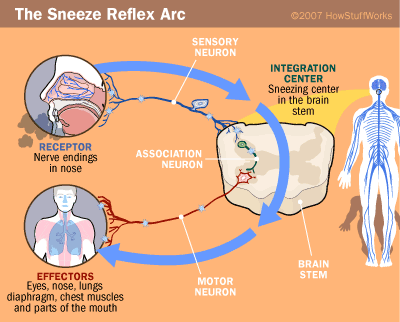 sneeze arch FOTO: static.ddmcdn.com