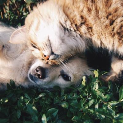 https://unsplash.com/photos/9gz3wfHr65U