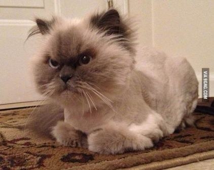 Grumpy cat Grumpy cat