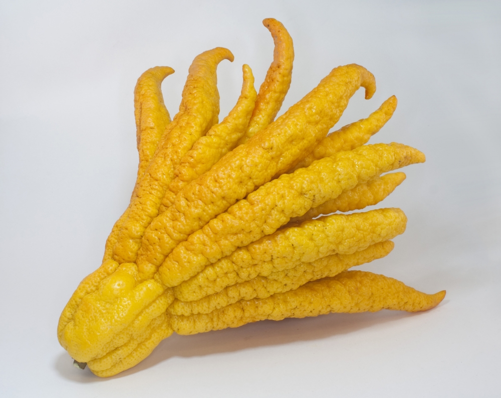 buddhashand bh