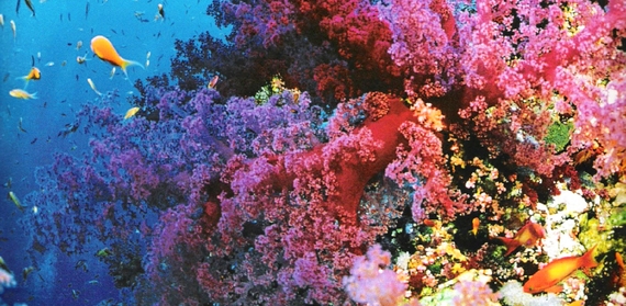 Great Barrier Reef, Australia