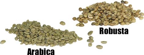 Arabica i robusta Arabica i robusta