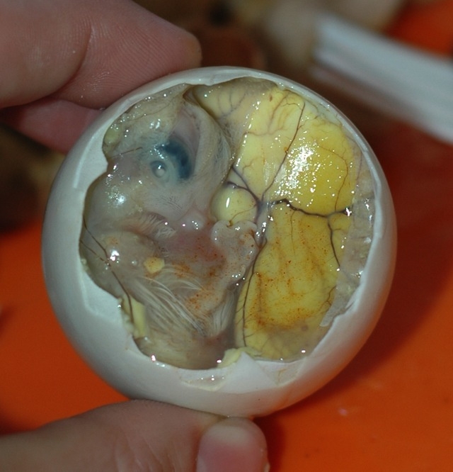 balut Embrij patke u ljuski jajeta