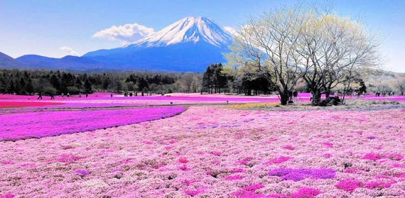 Shibazakura Hill, Japan
