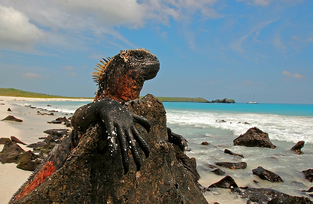 Marine Iguana (Galapagos) Marine Iguana (Galapagos)