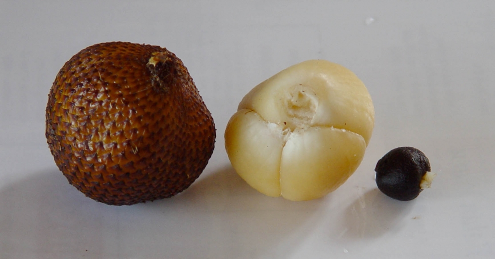salak salak
