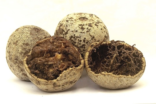 woodapple wa